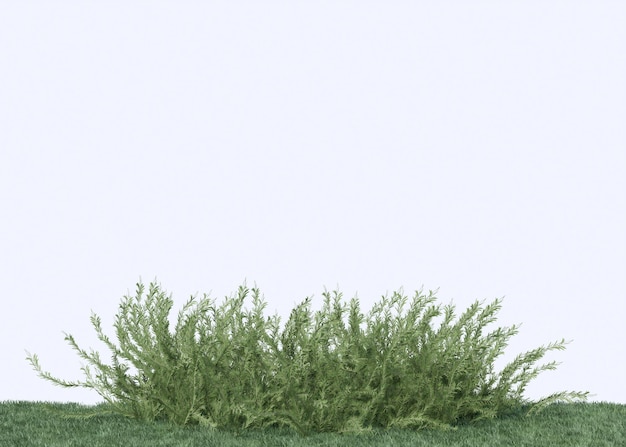 kleine Strauchpflanze