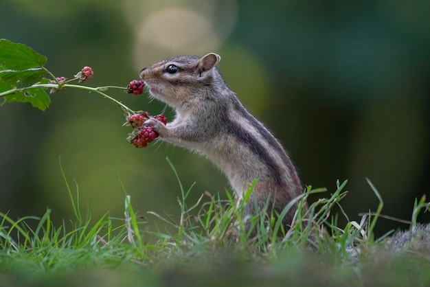 Kleine Streifenhörnchen (Eutamias sibiricus) essen leckere Brombeeren.