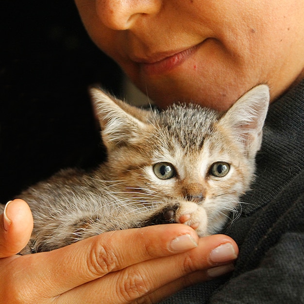 Foto kleine streunende katze im schutz