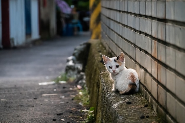 Kleine streunende Katze sitzt an einer Straße in der Stadt