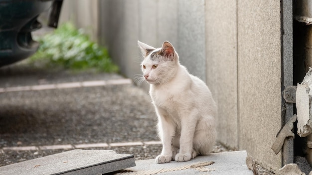 Kleine streunende weiße Katze