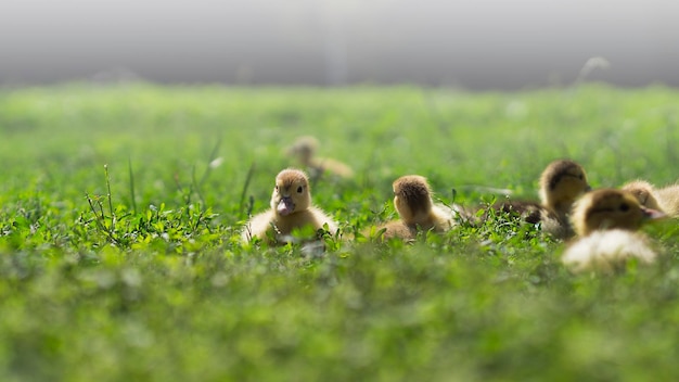 Kleine süße Entenküken auf grünem Gras im Freien 5