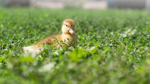 Kleine süße Entenküken auf grünem Gras im Freien 7