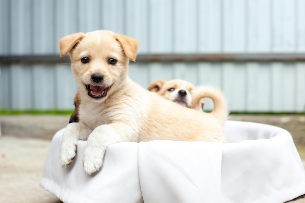 Kleine süße Hunde im Hof