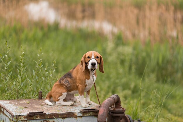 Kleine süße Hunderasse Beagle sitzt in einer Schnauze auf der Natur