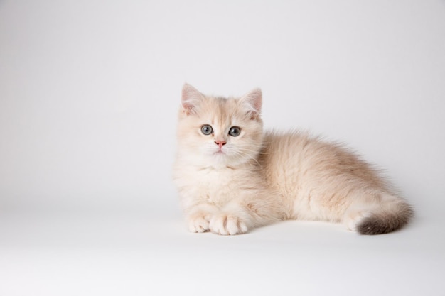 Kleine süße Kätzchen Golden Chinchilla Briten isoliert auf weißem Hintergrund