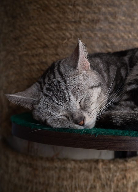 Kleine süße Kätzchenkatze, die in seinem weichen gemütlichen Bett schläft