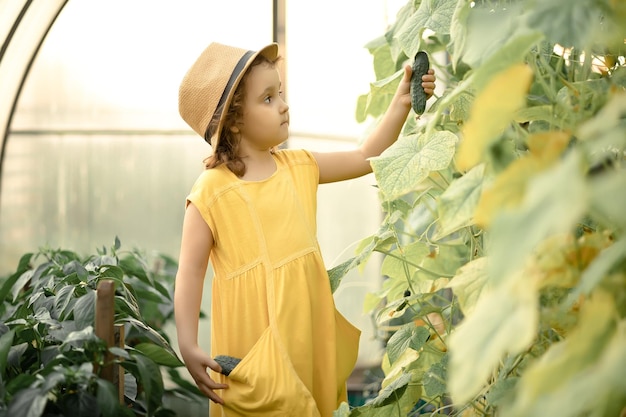 Kleine süße Mädchen, die reife Gurken im Gewächshaus des Gemüsegartens pflücken