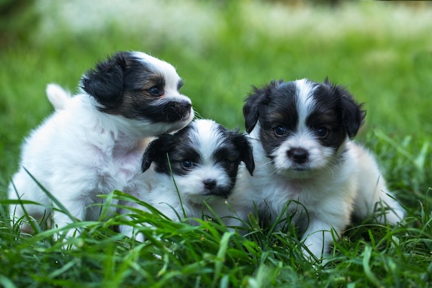 Kleine süße Welpen Papillon auf grünem Gras