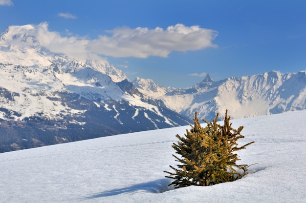 Kleine tanne im schnee