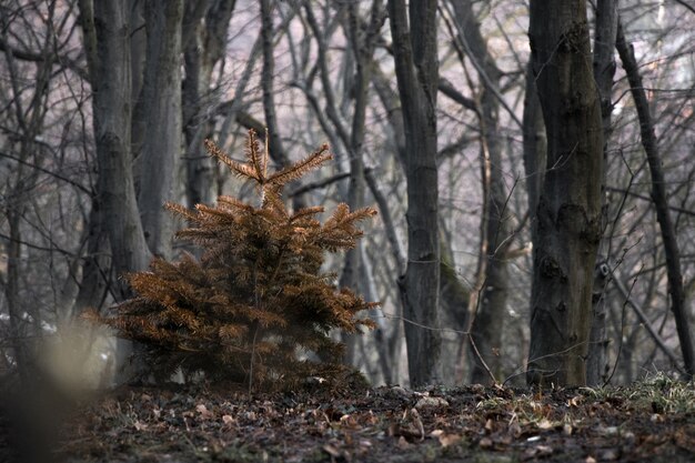 Kleine Tanne im Wald