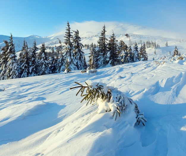 Kleine Tanne liegt schräg am Hang (vorne). Morgenwinterberglandschaft mit schneebedeckten Bäumen (Karpaten).