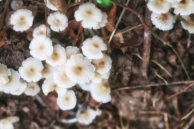 Kleine Termitomyces fuliginosus Heim auf Gemüsegartenboden.