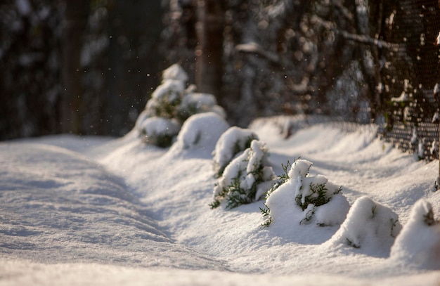 Kleine Thuja-Bäume unter dem Schnee an einem sonnigen Wintertag im Freien