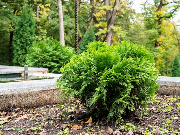 kleine Thuja im Blumenbeet