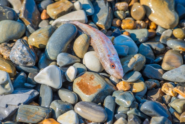 Kleine tote rosa Goatfish-Nahaufnahme inmitten von Kieselsteinen und Korallen