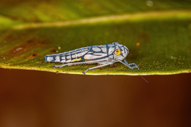 Kleine typische Blatthüpfernymphe