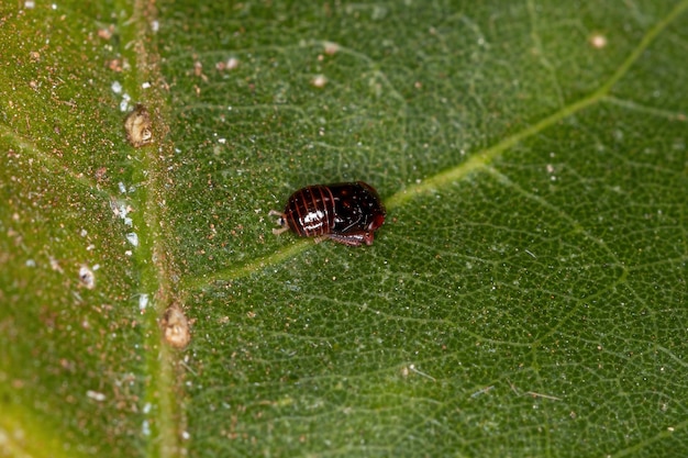 Kleine typische Blattzikadennymphe der Familie Cicadellidae