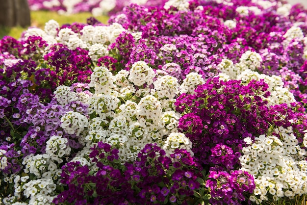 Kleine und bunte Blumen mit verschiedenen Rosa- und Violetttönen in einem Garten im Namsam Park