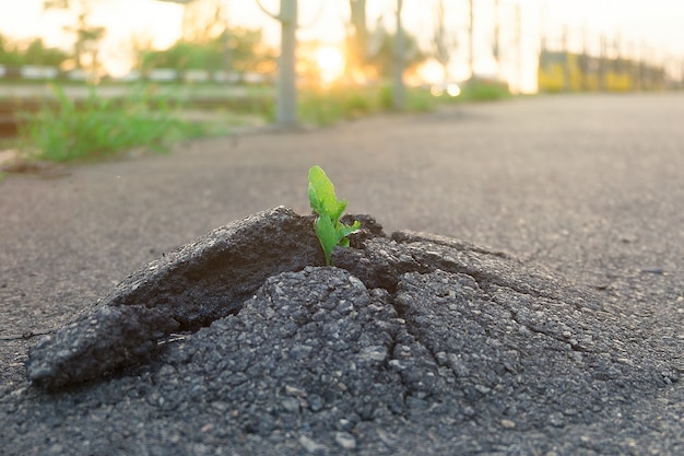 Kleine und grüne Pflanze wächst durch städtischen Asphaltboden