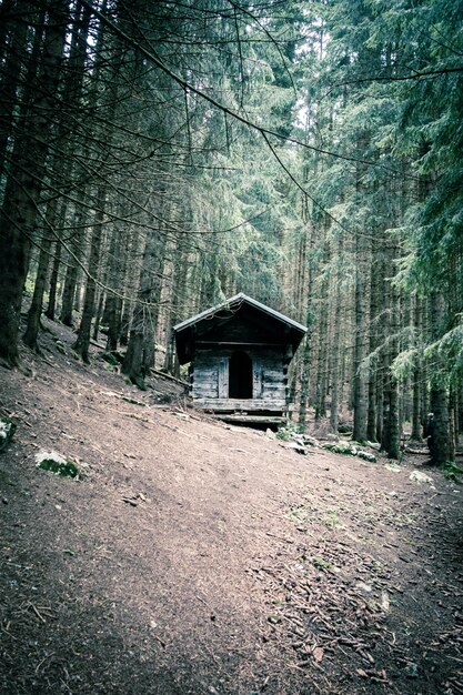 Kleine verlassene Holzhütte in einem tiefen dunklen Tannenwald