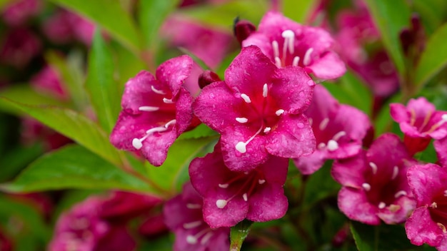 Kleine violette Blüten mit Blättern auf grünem Hintergrund für Texturen und Banner. Foto in hoher Qualität