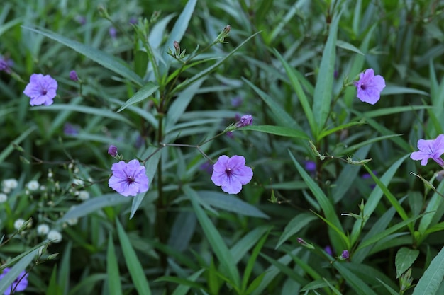 Foto kleine violette blüten wachsen an einem busch