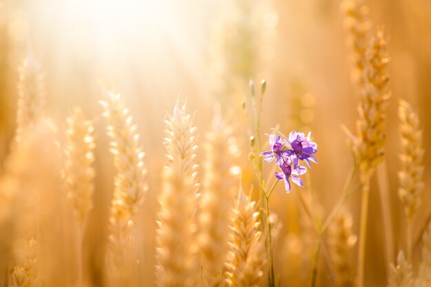 Kleine violette Blume zwischen goldenen reifen Weizenspitzen. Ohren des goldenen Weizenabschlusses oben