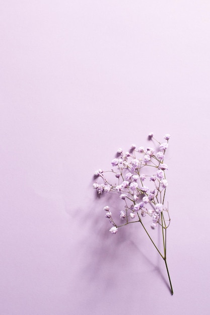 Kleine violette und weiße Schleierkrautblumen stehen in einer Vase auf einem lila Hintergrund