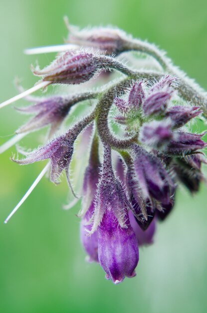 Kleine violette Wirbelblume in der Natur