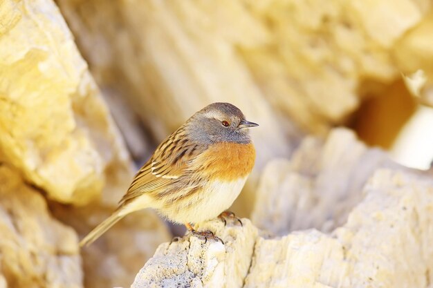 Foto kleine vogelfelsen