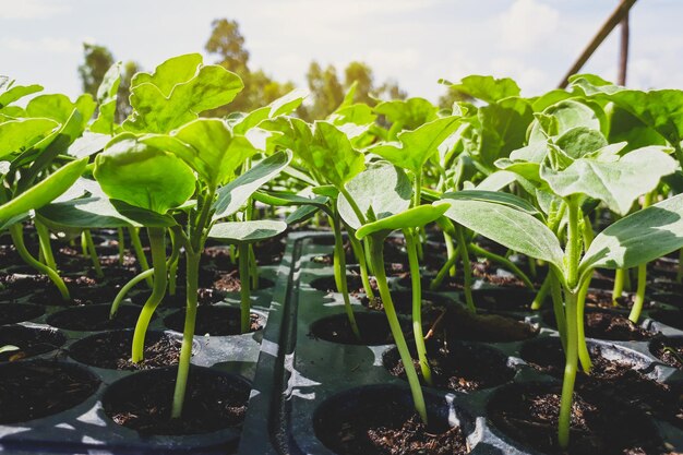 Kleine Wassermelonenbäume, die im Garten wachsen, werden von Bauern zur Analyse der Pflanze verwendet