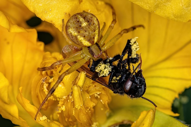 Kleine weibliche Krabbenspinne jagt eine erwachsene stachellose Biene auf einer gelben Blume