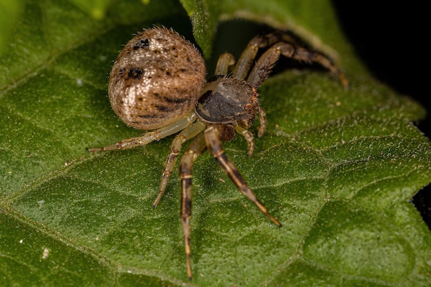 Kleine weibliche Krabbenspinne