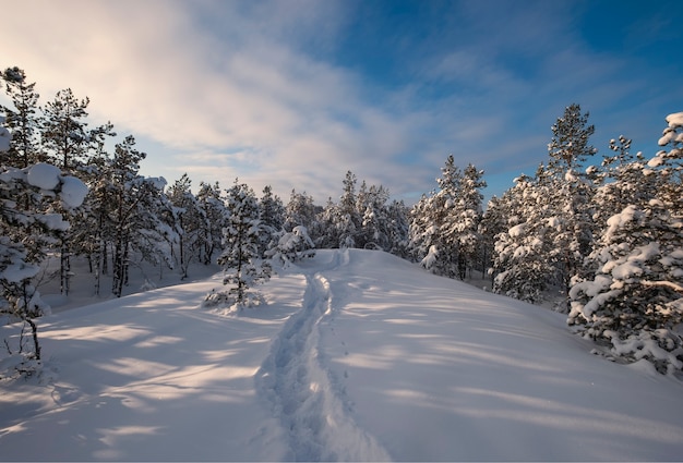 Kleine Weihnachtsbäume und eine Spur im Schnee auf einem Hügel in einem Winterwald in Lappland