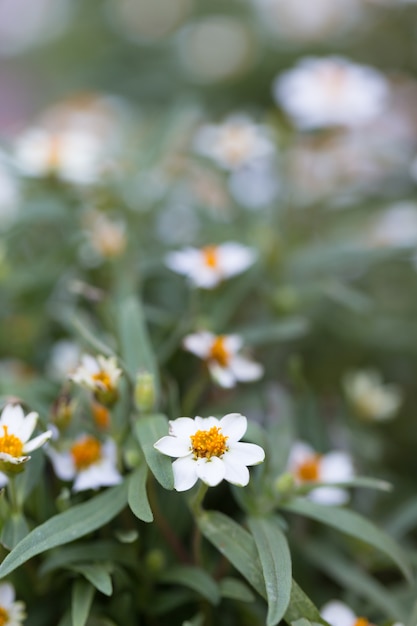 Kleine weiße Blüten