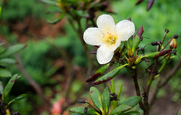 Kleine weiße Blume mit grünen Blättern für unterschiedliche Hintergründe und Texturen.