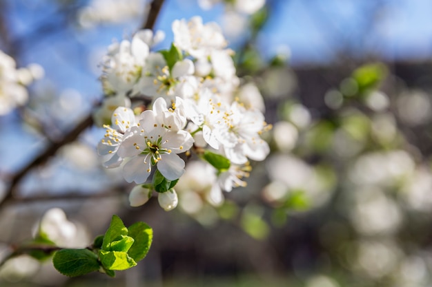 Kleine weiße Blumen auf einem Baum. Blühender Pflaumenbaum auf einer Wand des blauen Himmels. Nahansicht.