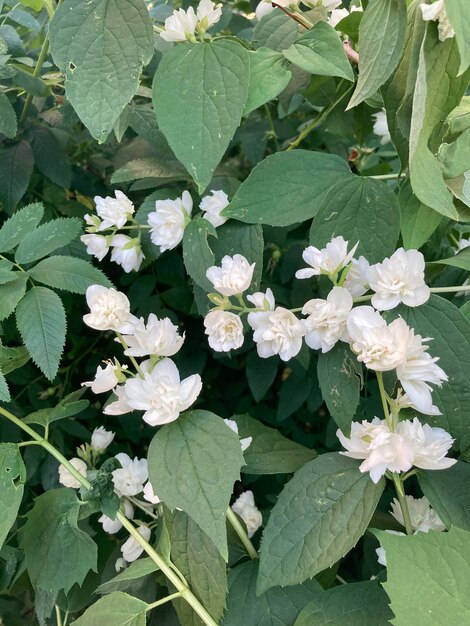 Kleine weiße Blumen auf einem Hintergrund von grünen Blättern