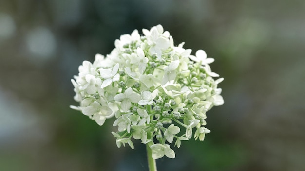 Kleine weiße Blumen auf einem Zweig runder weißer Knospe Wallpaper und Bildschirmschoner Hochwertiges Foto