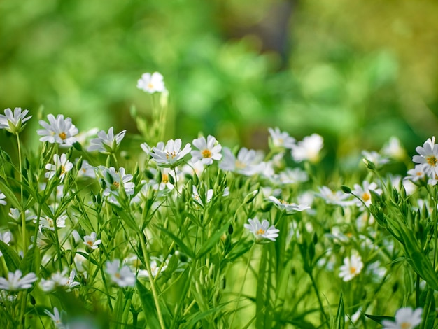 Kleine weiße Blumen auf einer grünen Hintergrundnahaufnahme.