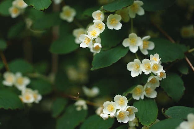 Kleine weiße Blumen auf grünen Blättern weichen natürlichen Hintergrund