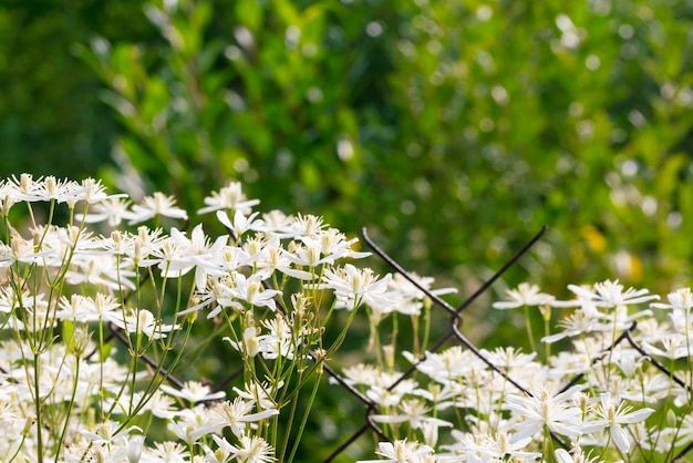 Kleine weiße Blumen in der Nähe des Metallmaschenhintergrunds