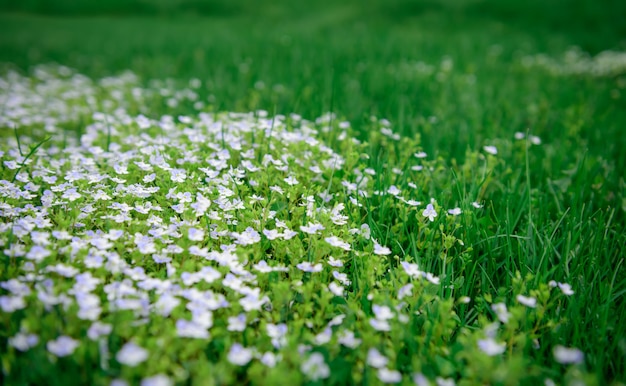 Kleine weiße Blumen in einem grünen Feld