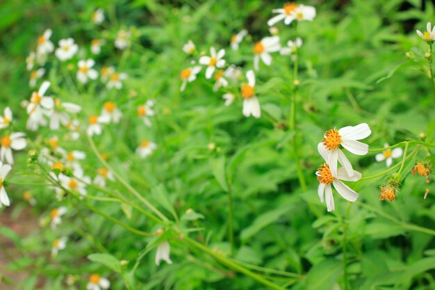 Kleine weiße Blumen Sensitive Focus.