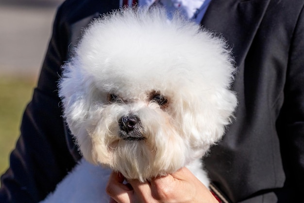 Kleine weiße flauschige Hunderasse Bichon Frise in der Herrin in seinen Armen