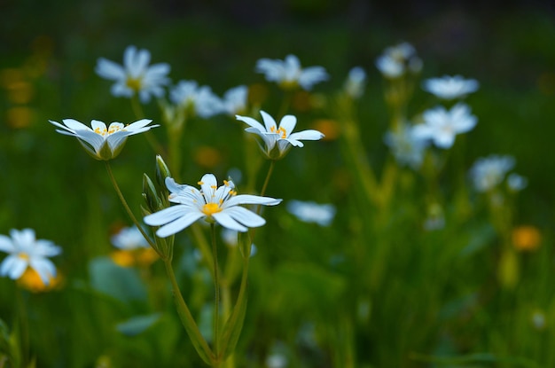 Kleine, weiße Gänseblümchen-Wildblumen