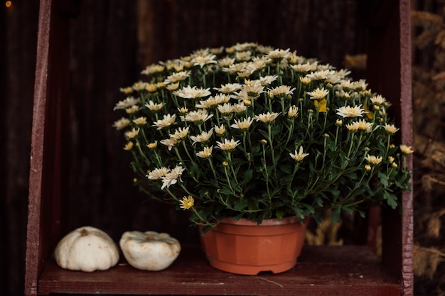 Kleine weiße Kürbisse liegen auf einem Holztisch in der Nähe von Chrysanthemen