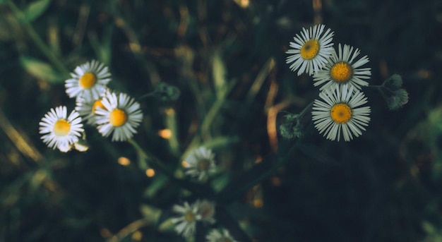 Kleine weiße L-Blume, die in der Natur blüht