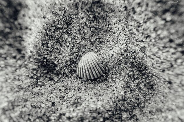 kleine weiße Muschel, die an einem sonnigen, warmen Sommertag auf dem klaren, feinen Sand des Strandes liegt